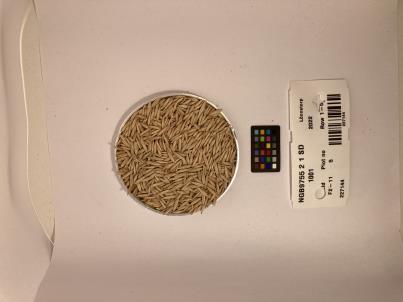 Click for 1 image(s) for this accession. SEED